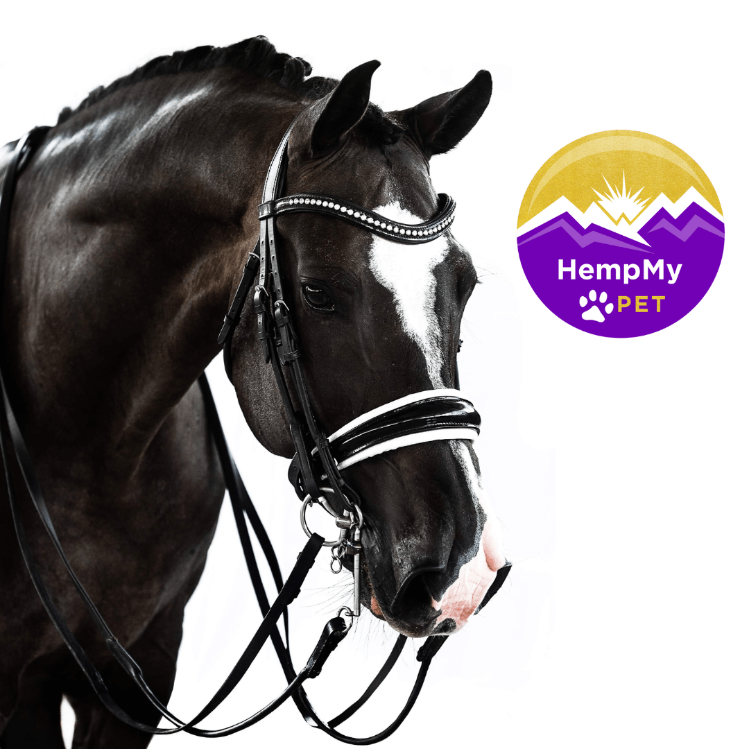 Black horse named Wise Guy who used HempMy Pet CBD oil for anxiety