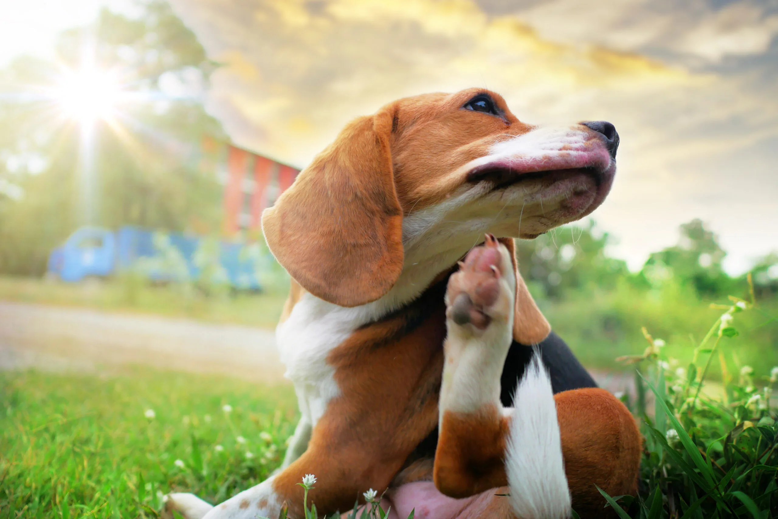 beagle dog itching because of skin allergies