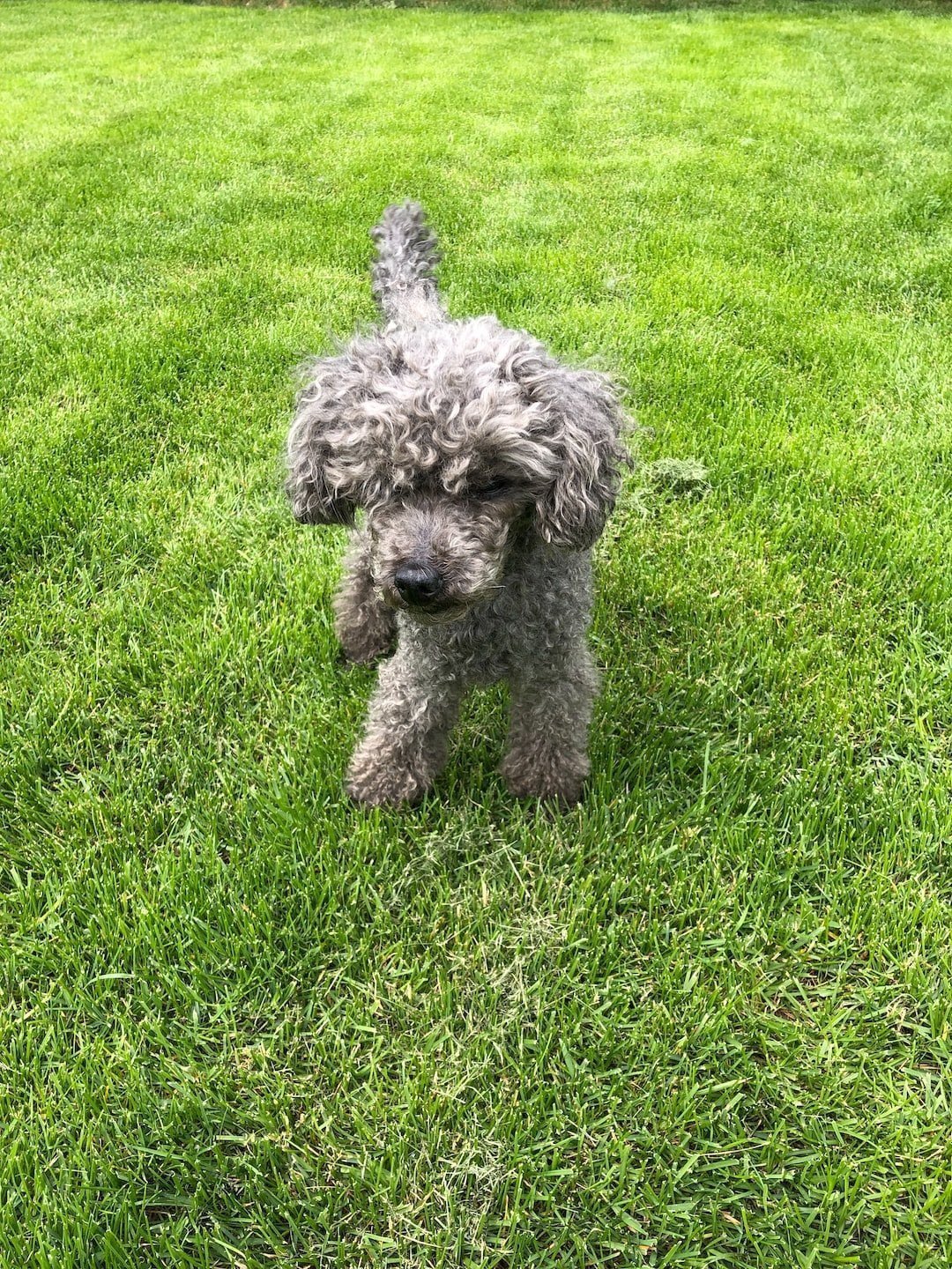 poodle dog in grass