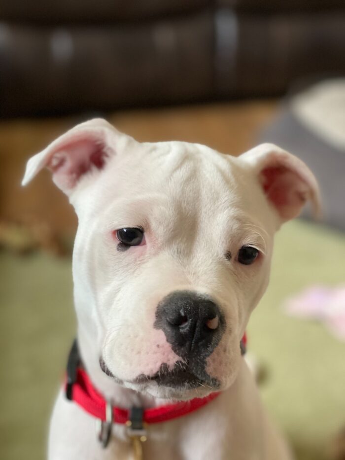 white boxer dog