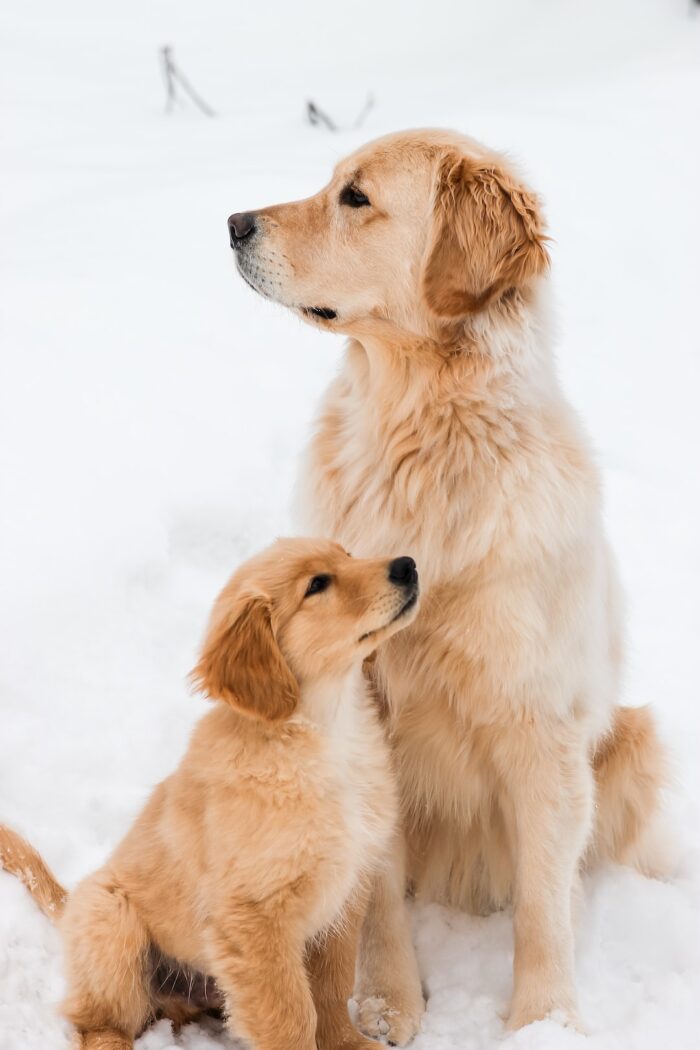 golden retriever mother with puppy