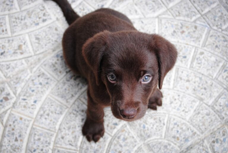 brown puppy looking up