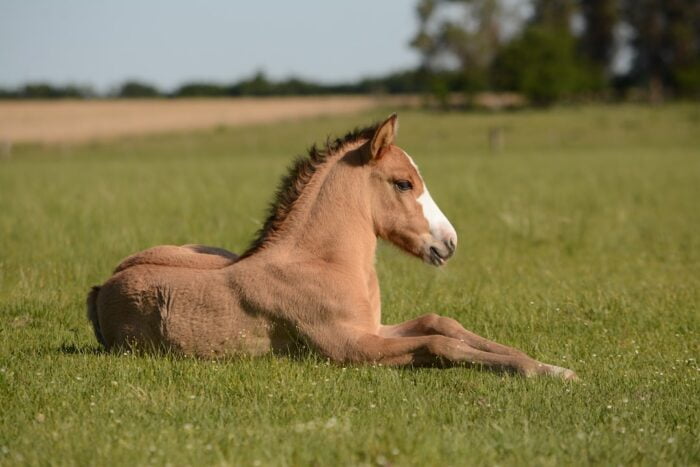 young horse laying in grass