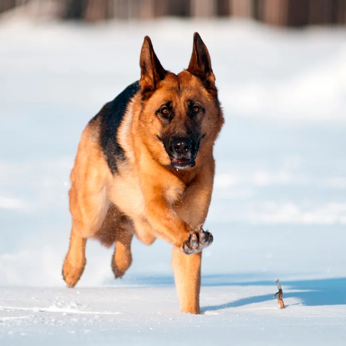 German shepherd running in the snow