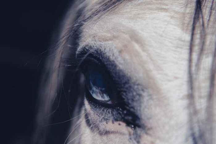eye of horse with anxiety