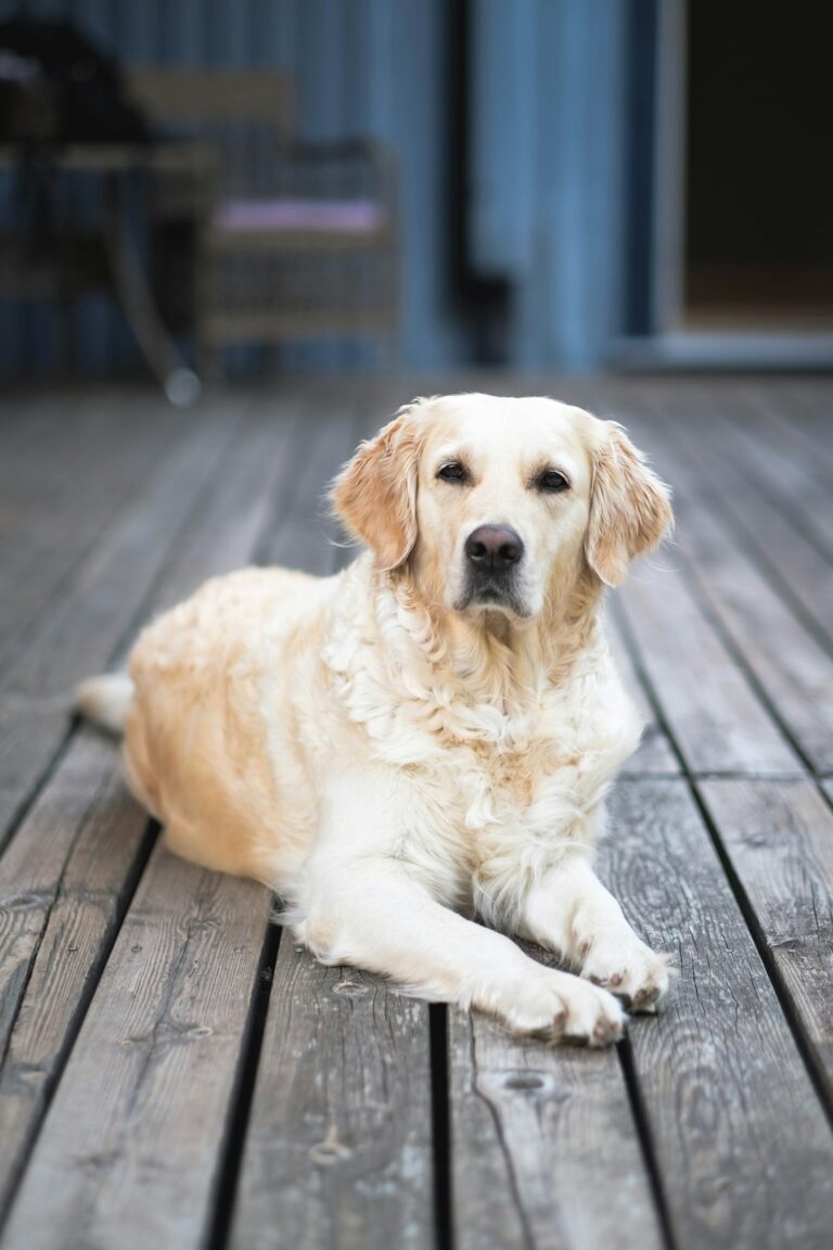 golden retriever laying on deck