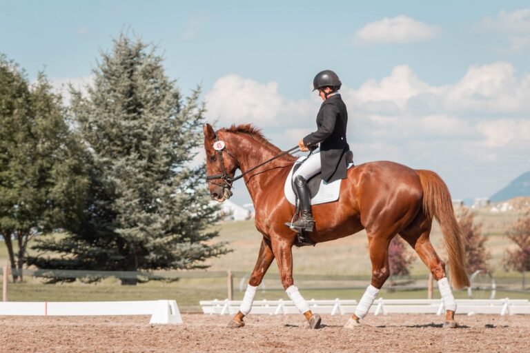 arabian horse with rider