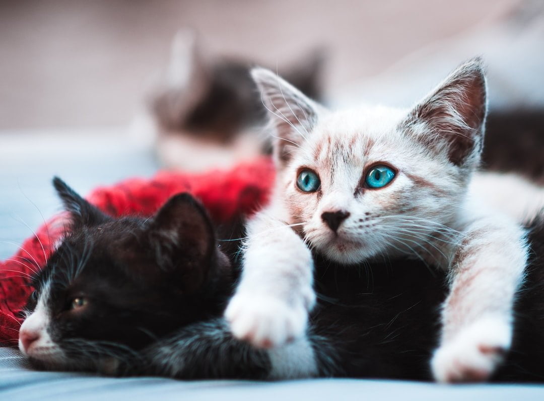 two cats laying together