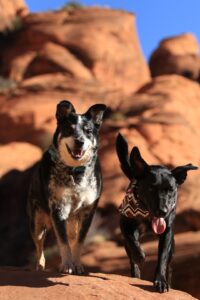 two dogs sitting on rocks